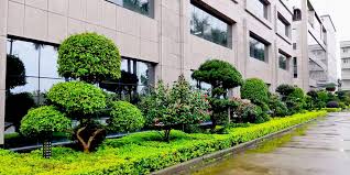 常宁附近绿化苗木市场在哪里啊